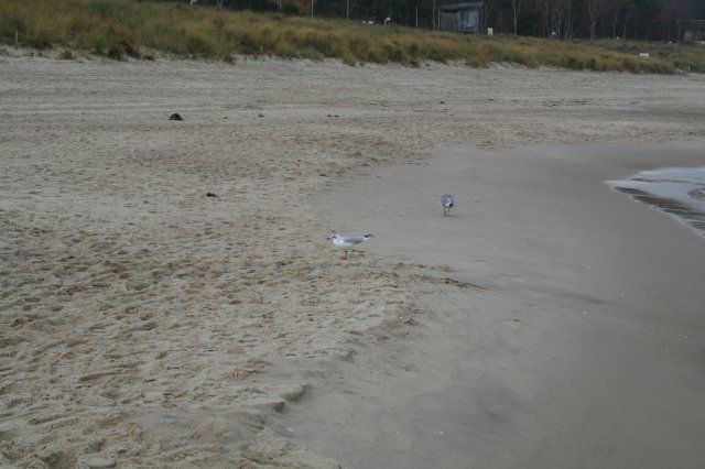 Malformed seagull (with only a single foot)